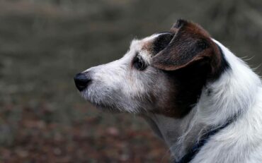 Meine gute Seele Jack, du fehlst mir jeden Tag