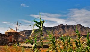 theHawk-web-canaria