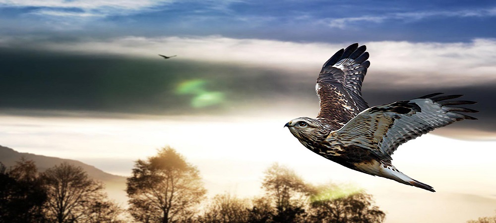 theHawk_Falke_1000x500